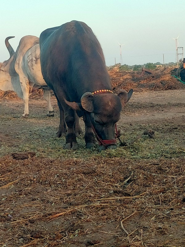 પાડો વેચવાનો છે