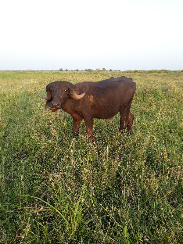 પાડો