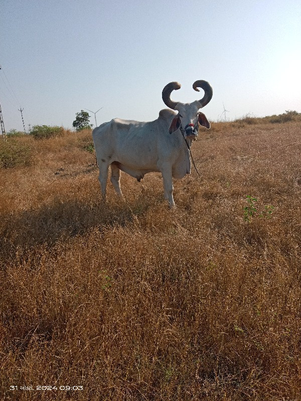 બળદ વેચવાના છે