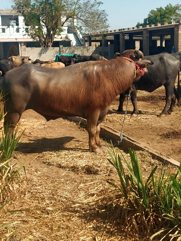 પાડો વેચવાનો છે