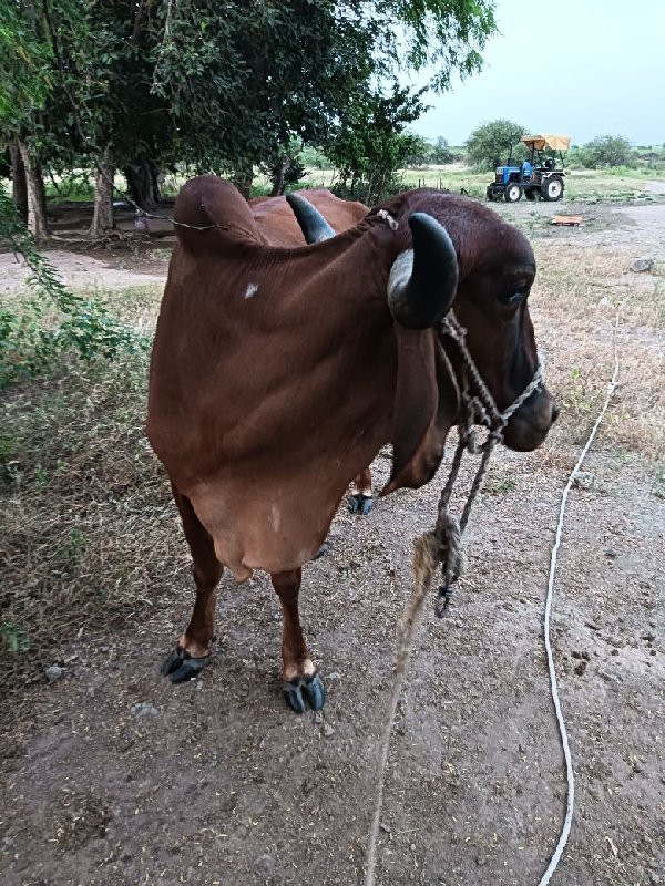 બીજું હેતર