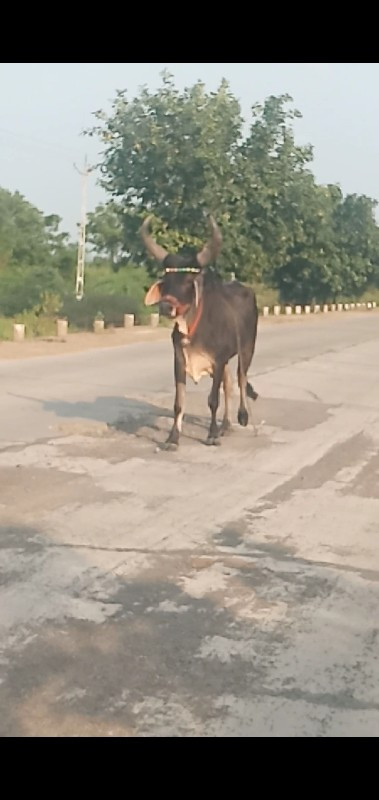 સાગર સોલંકી