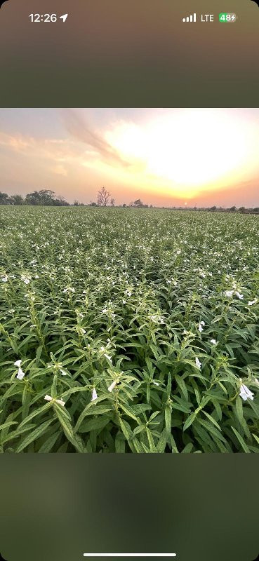 જમીન વેચવાની છે...