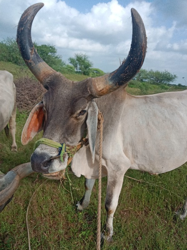 બળદ વેચવાના છે