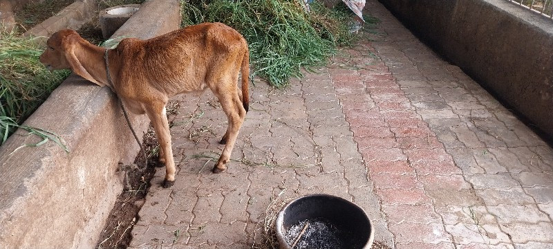 વેચવાની સે