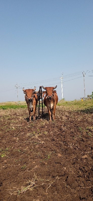 ગોરીયા ગોઢલા 1વ...