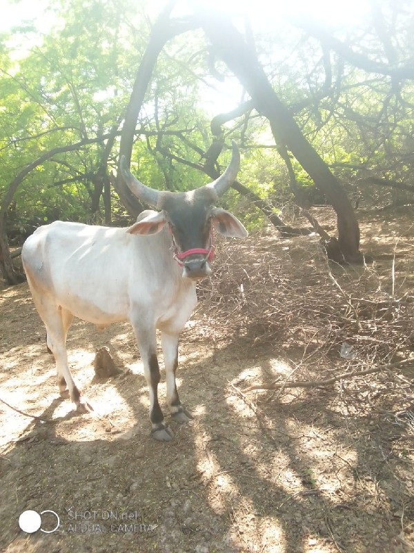 ગોઢલો વેચવાનો છ...