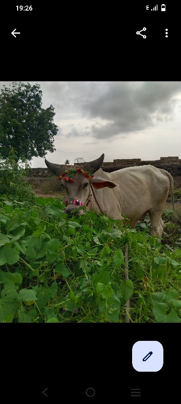 hajibhai hingor...