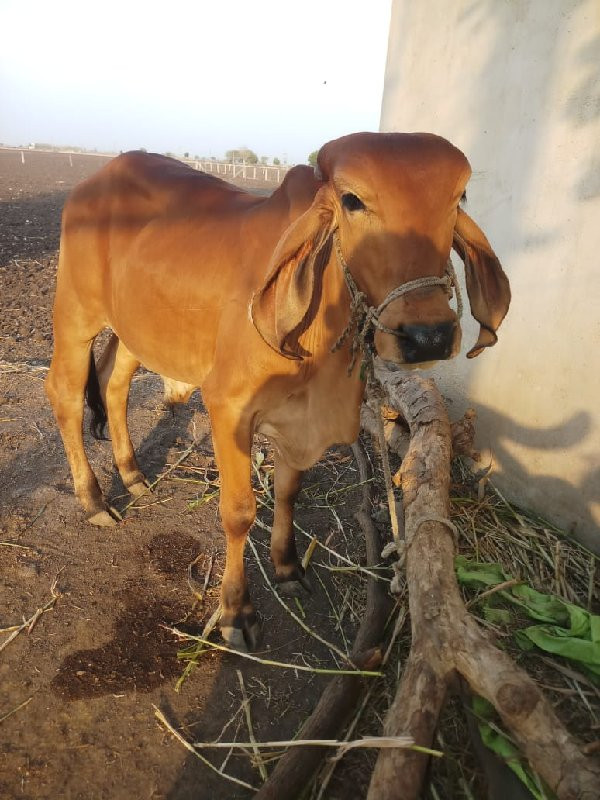 ગોટલો વેચવાનો છ...