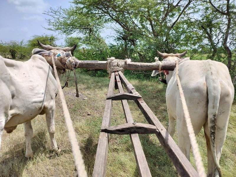 શીષક