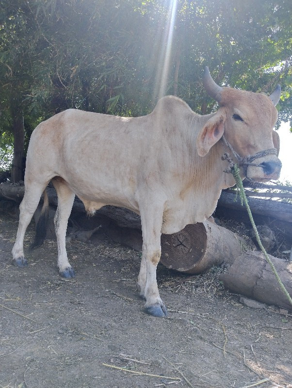 ચાલુ છે