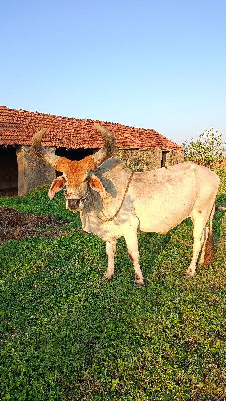 બળદ વેચવાના છે