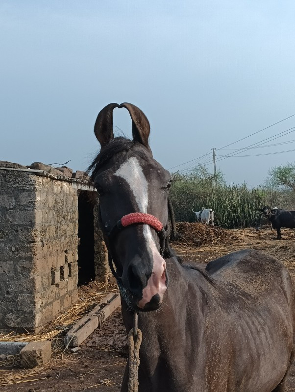 વછેરો