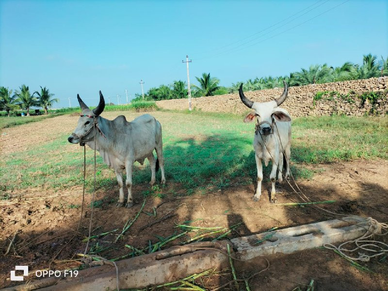 સાટા કરવાના છે...