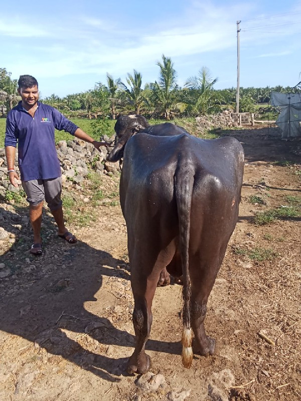 પાડો વેશવાનો છે