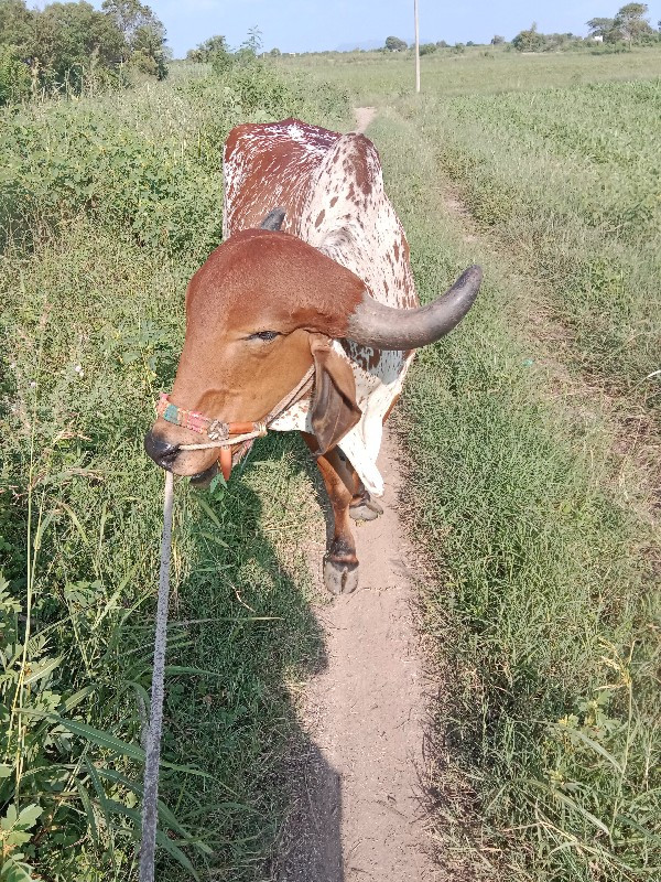 કાબરો ગોઢલો વેચ...