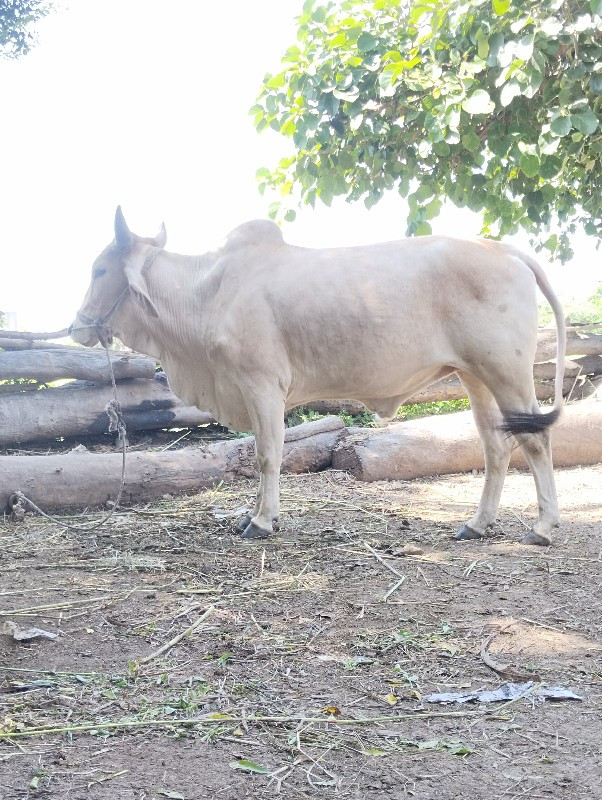 ચાલુ છે