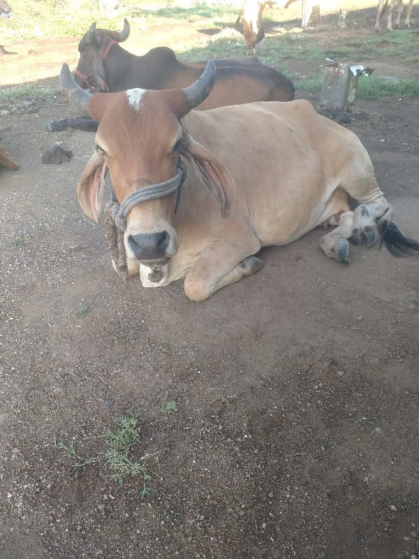 માત્ર