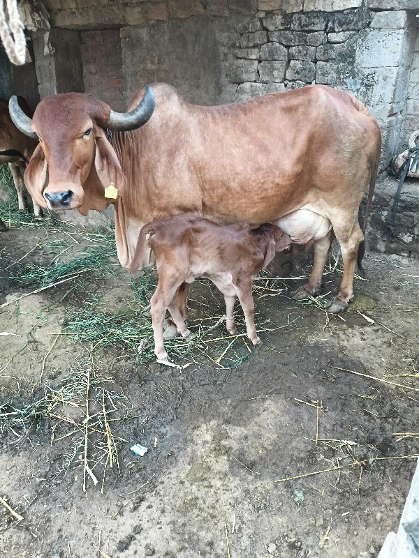 ગાય.વેચવાનીછે