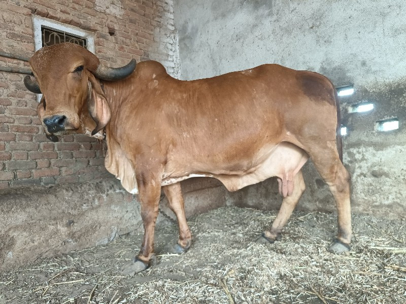 gir cow