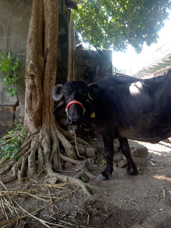 ભેશવેશવીશે