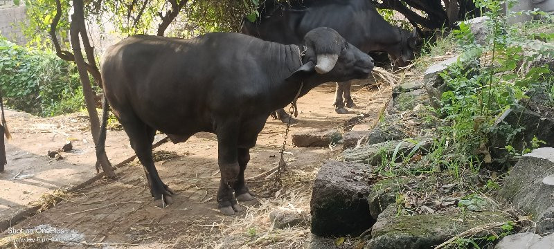 જાફાબાદી પાડો