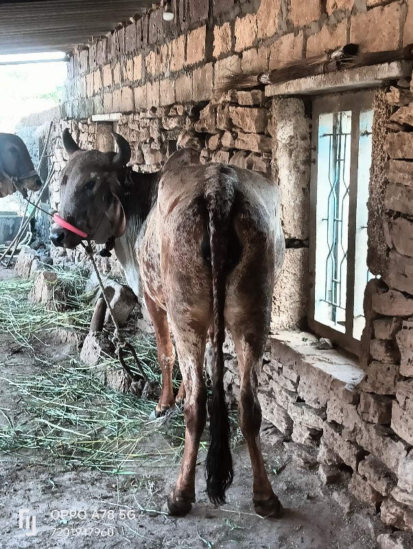 ગાય વેચવાની છે