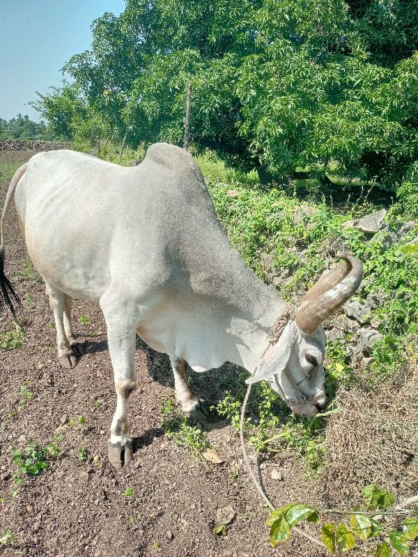 બળદ વેચવાનાછે