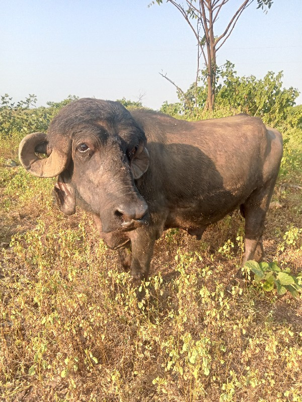 પાડો વેચવાનો છે