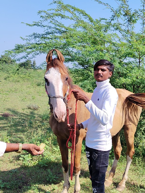 ઘોડી વેચવાની છે