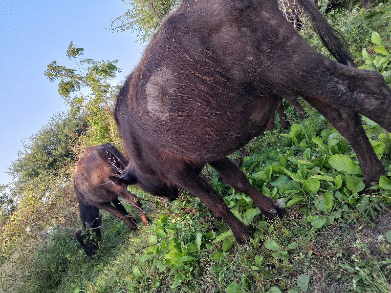 પાડો વેચવા નો સ...