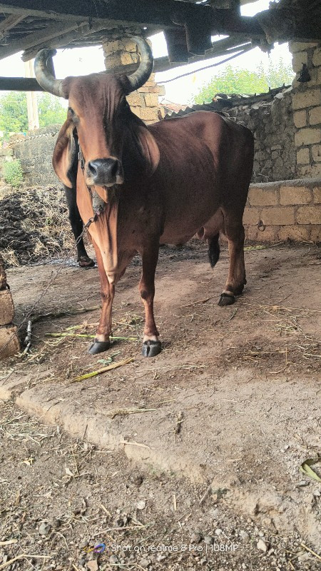 ખડેલી અને ગાય વ...