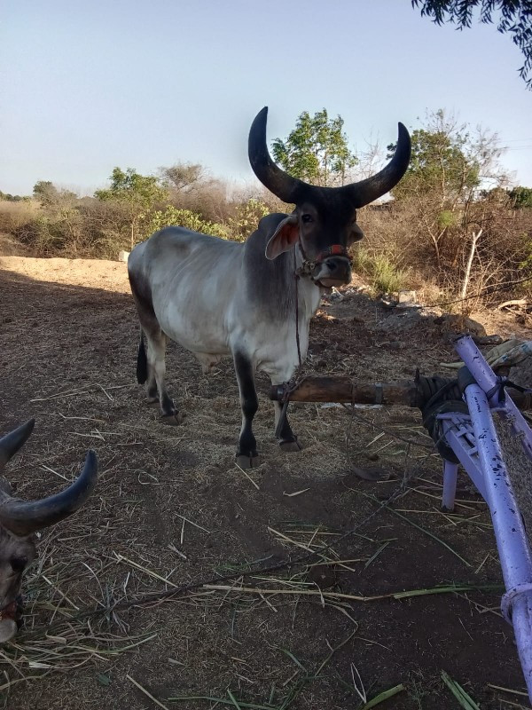 ગોડલો વેચવાનો છ...