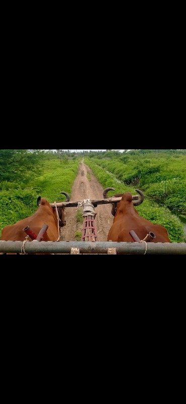 બડદ વેશવાના છે