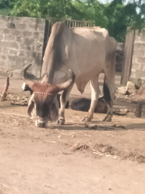 અલ્યા તાલુકો