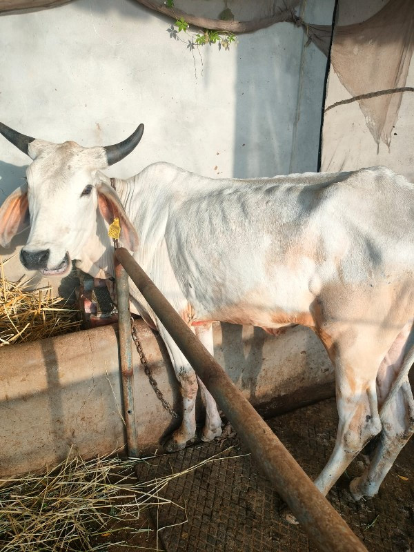 સફેદ વાડકી વેચવ...