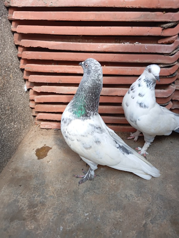 કબુતર ની જોડી વ...