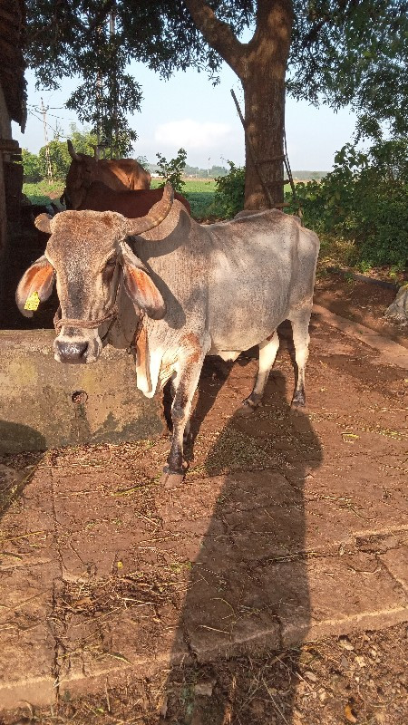 ગાય વેસવાનીસે