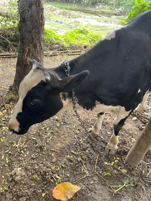 Jersey vachadi