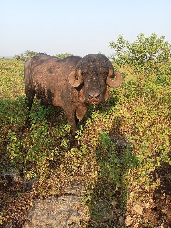 પાડો વેચવાનો છે