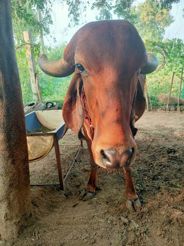 ગીર ગાય વેચવાની...