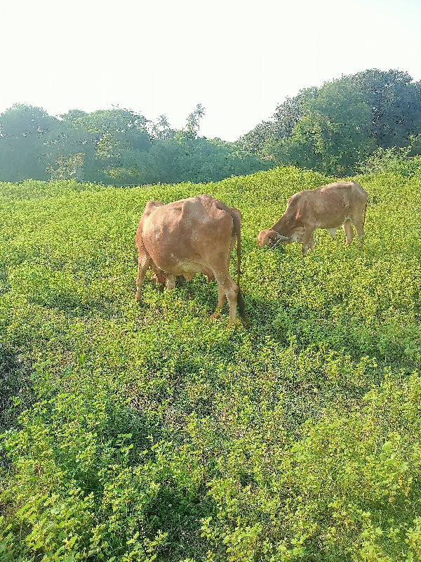 ગીર ગાય વેચવાની...