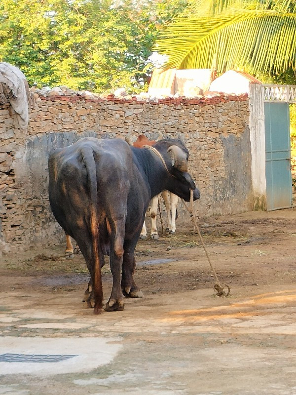 ભેંસ વેચવાની છે