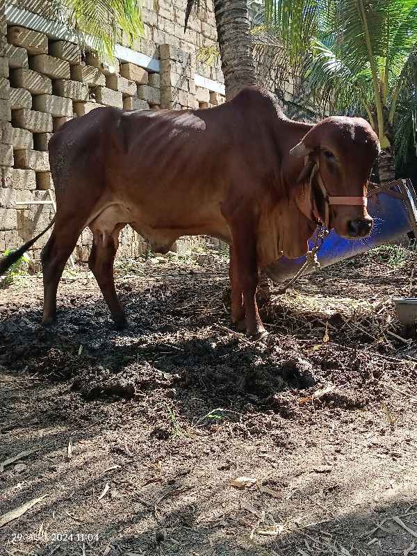 ગિર ગાય પેલુ વે...