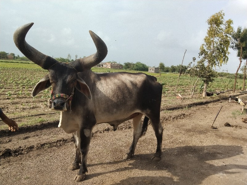 બળદએક વેચવાનું...