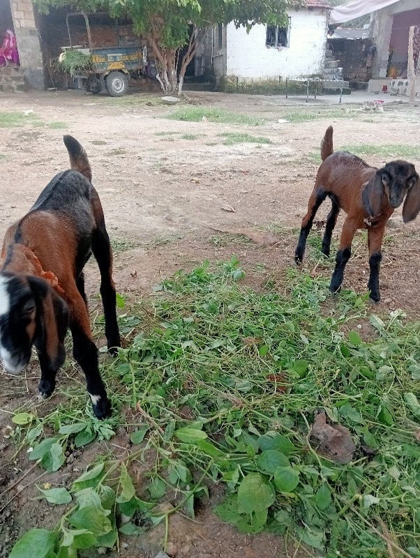 અયુબ ખેભર