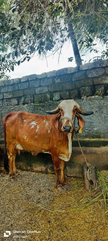 ગાય વેસવા ની છે