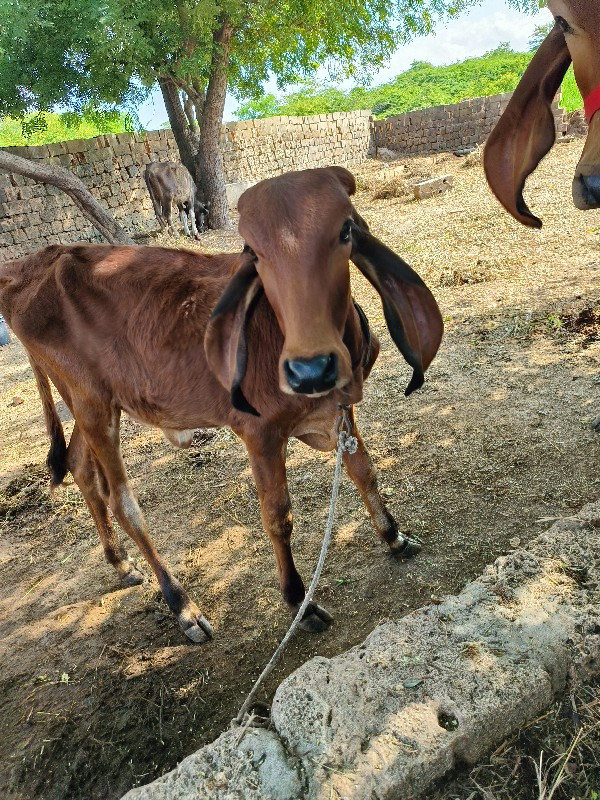 વીર વાછડી વેચવા...