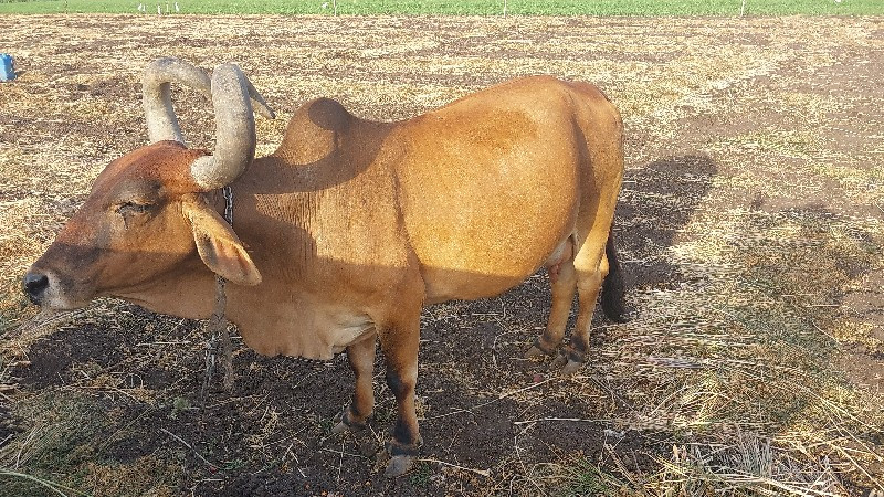 ગાય વેચવાની છે