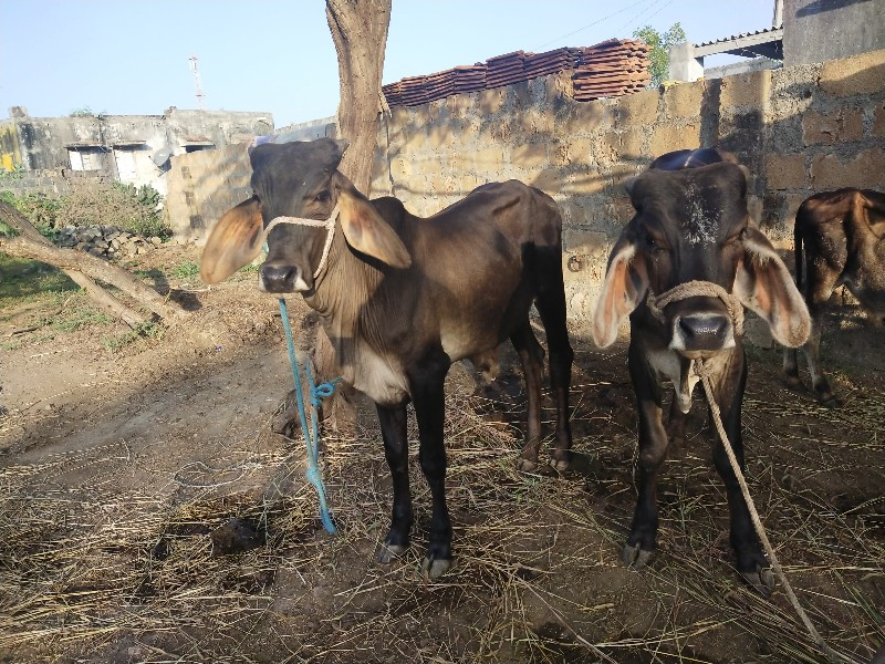 વાછડા